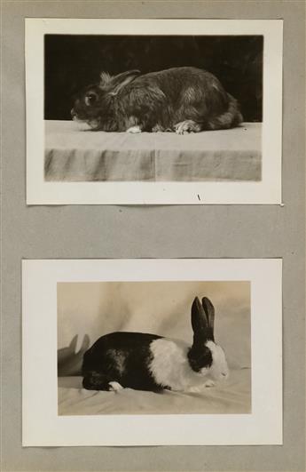 (RABBITS & GUINEA PIGS) An album with approximately 67 photographs featuring lustrous award-winning rabbits and plump guinea pigs.